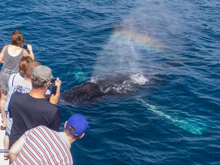 Dana Point Dolphin & Whale Watching With Underwater Viewing - Practical tips for a better outing