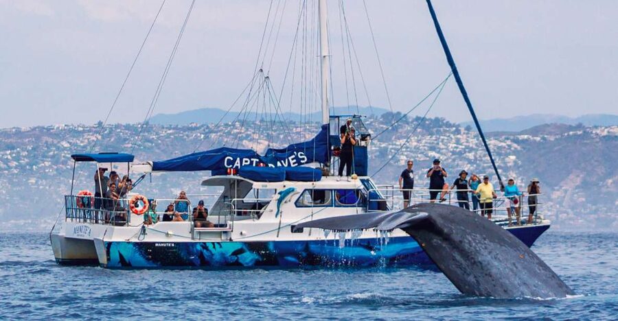 Dana Point Dolphin & Whale Watching With Underwater Viewing - The underwater pods and what to expect