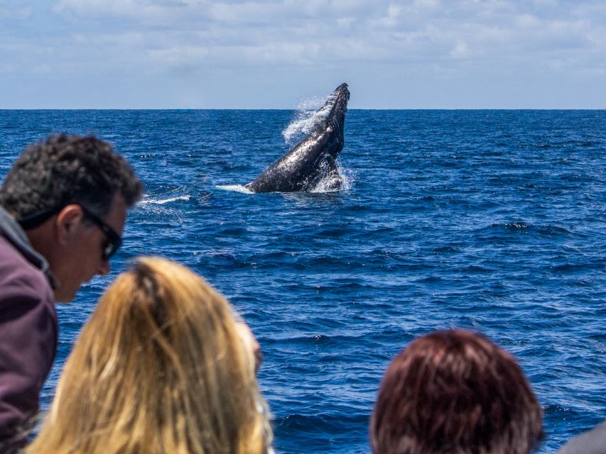 Dana Point Dolphin & Whale Watching With Underwater Viewing - The wildlife you might see
