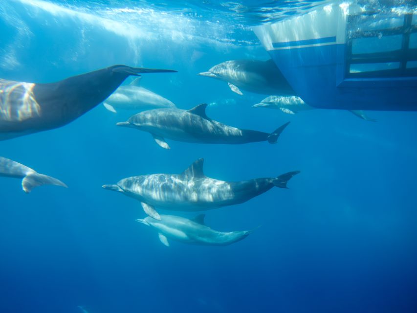 Dana Point Dolphin & Whale Watching With Underwater Viewing - Naturalists who make the trip more than a boat ride