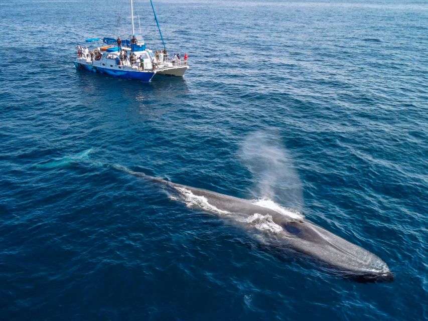 Dana Point Dolphin & Whale Watching With Underwater Viewing - How the 150 minutes unfold