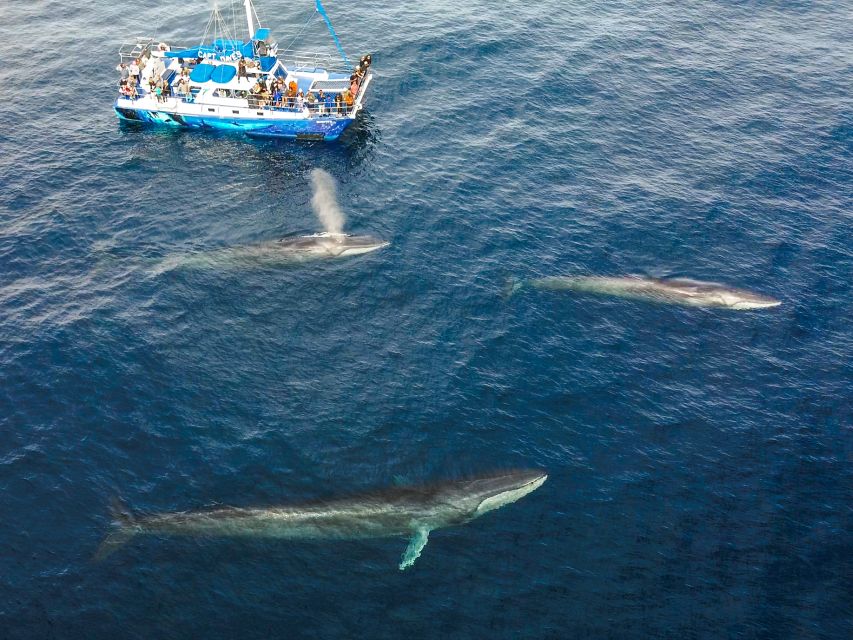 Dana Point Dolphin & Whale Watching With Underwater Viewing - Why the catamaran matters