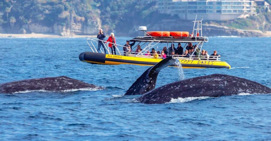 Dana Point Fast & Fun Zodiac-Style Dolphin & Whale Watching - Quick take: what matters most
