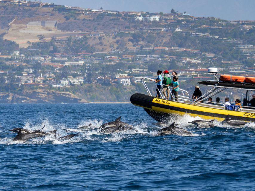 Dana Point Fast & Fun Zodiac-Style Dolphin & Whale Watching - Two hours of searching, watching, and learning