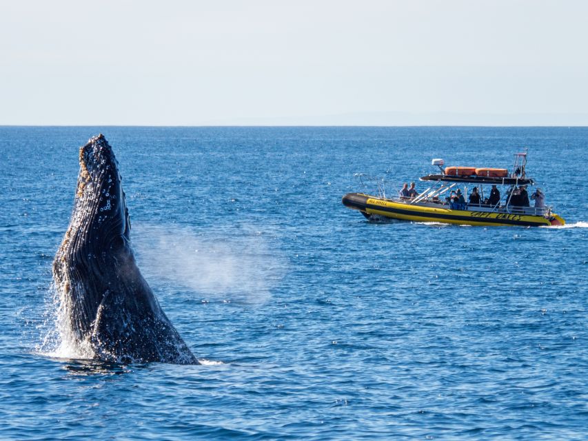 Dana Point Fast & Fun Zodiac-Style Dolphin & Whale Watching - The free return promise and the $95 question