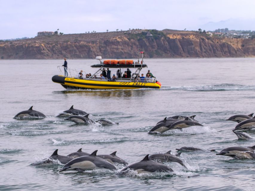 Dana Point Fast & Fun Zodiac-Style Dolphin & Whale Watching - Comfort, safety, and who should skip it