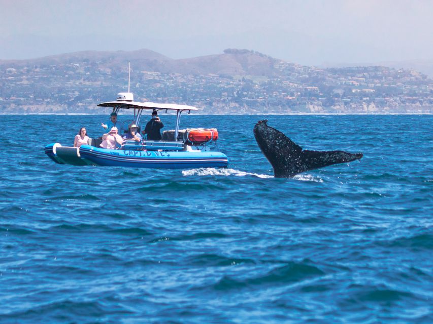 Dana Point Fast & Fun Zodiac-Style Dolphin & Whale Watching - What the strongest praise tells you