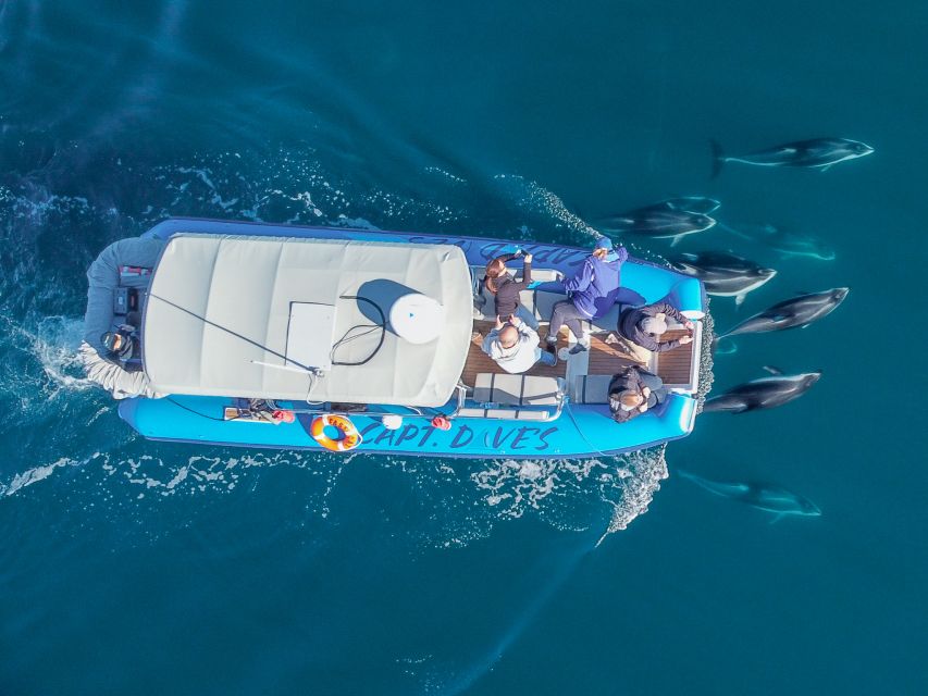 Dana Point Fast & Fun Zodiac-Style Dolphin & Whale Watching - Should you book the Dana Point Zodiac Safari?