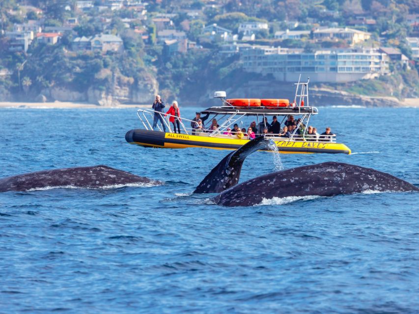 Dana Point Fast & Fun Zodiac-Style Dolphin & Whale Watching - Why the rigid-hull inflatable boat changes the ride