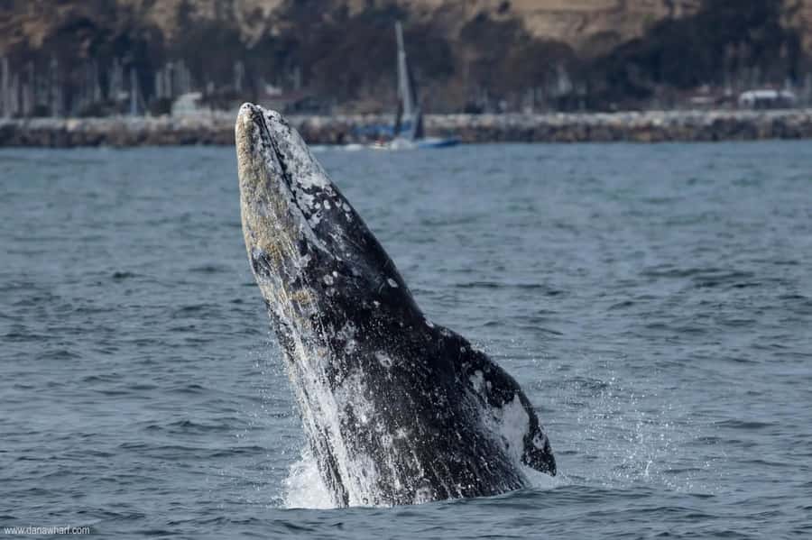 Dana Point: Whale and Dolphin Watching Tour - Key points before you book