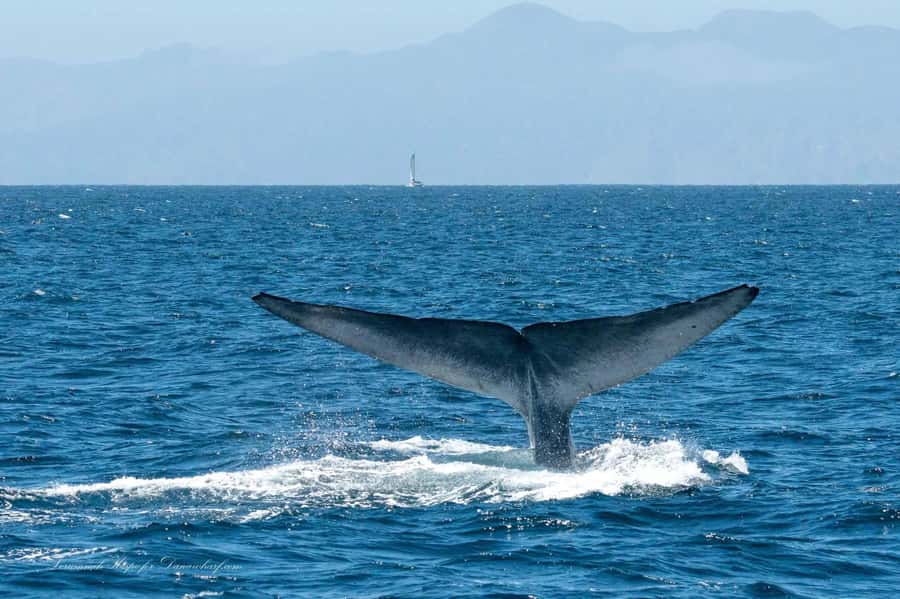 Dana Point: Whale and Dolphin Watching Tour - Setting out from Dana Point for two hours