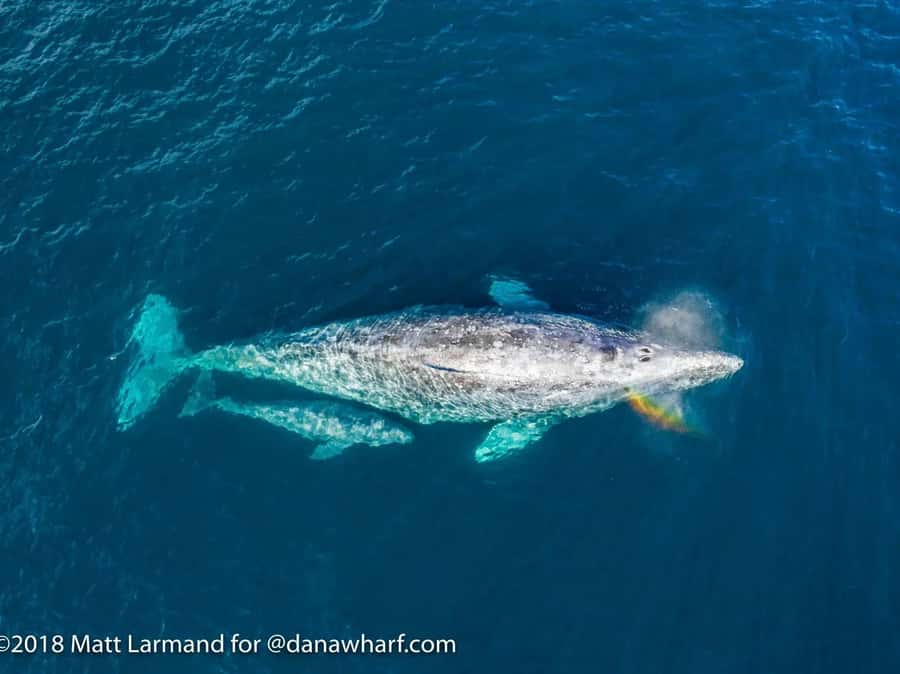 Dana Point: Whale and Dolphin Watching Tour - Whales range from gray whales to humpbacks