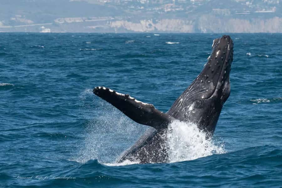 Dana Point: Whale and Dolphin Watching Tour - Dolphins often provide the closest action