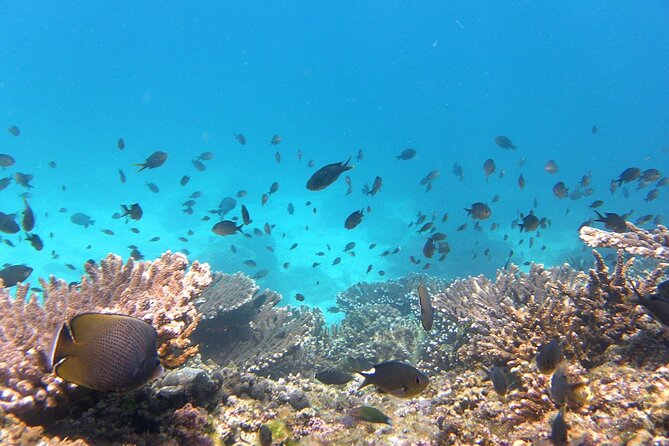 Daymaniyat island Natural Reserve and Dolphin Watching - A beach picnic and a seasonal restriction