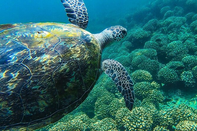 Daymaniyat island Natural Reserve and Dolphin Watching - A short boat ride around the islands