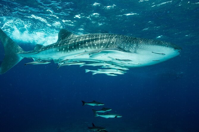 Daymaniyat island Natural Reserve and Dolphin Watching - Second snorkeling stop for a longer look underwater