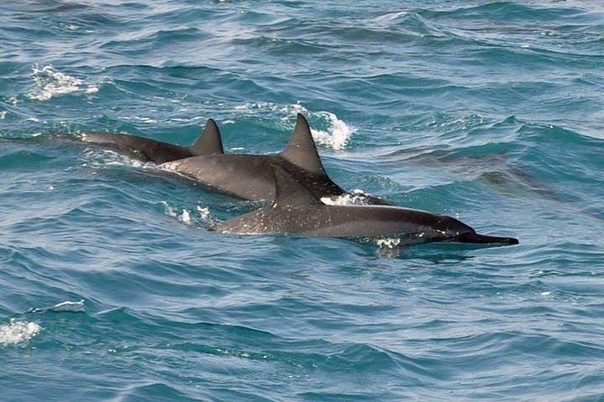 Deluxe Snorkel & Dolphin Watch Aboard a Luxury Catamaran from Kailua-Kona - Rough Seas and Motion Sickness Concerns