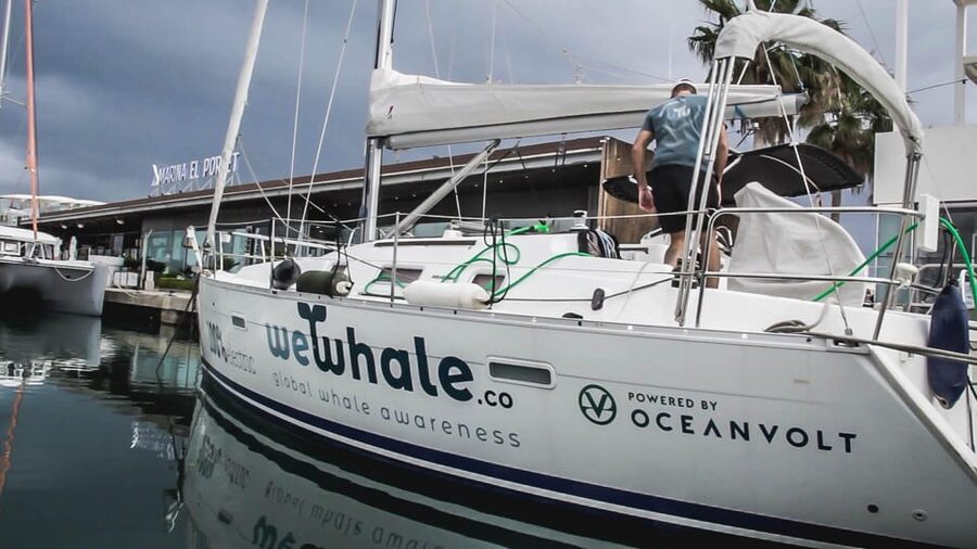 Denia: Whale and Dolphin Watching Morning Experience - Booking, cancellation, and practical timing
