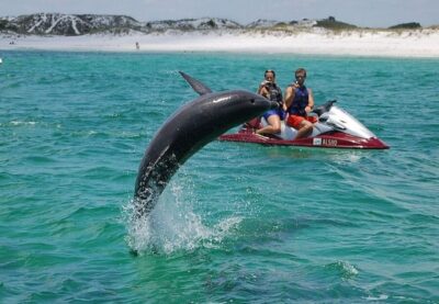 Crab Island Dolphin Jet Ski Tour