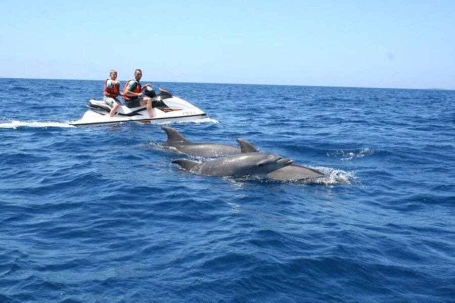 Destin: Crab Island Dolphin Jet Ski Tour - Watching dolphins without chasing them