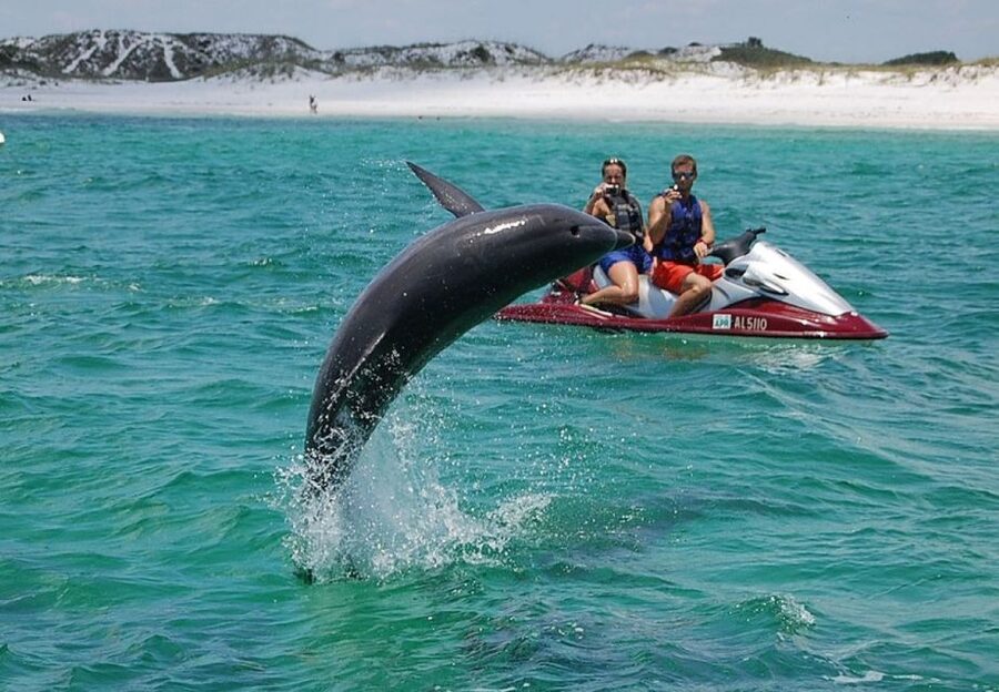 Destin: Crab Island Dolphin Jet Ski Tour - Check-in behind the Quality Inn and Suites