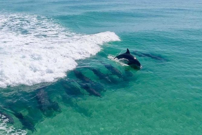 Destin Dolphin Cruise - Key points to know before booking