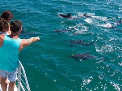 Dolphin Watching Cruise