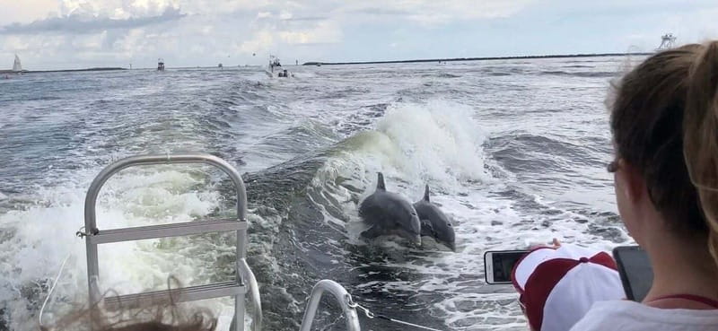 Destin: Dolphin Watching Cruise - More than dolphins: sharks, rays, manatees, and birds