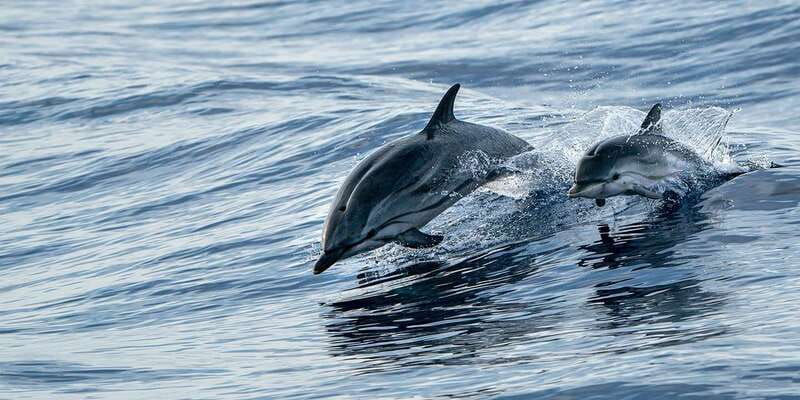 Destin: Snorkeling Cruise with 2 Stops and Dolphin Watching - Value at $45: What You Are Really Paying For