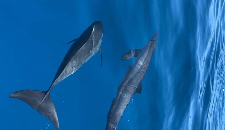Dhiffushi Dolphin Cruise - What the Dhiffushi dolphin cruise is really like
