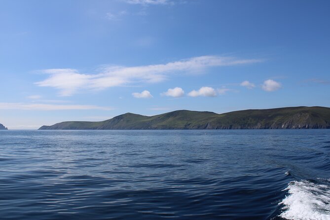 Dingle Dolphin Blasket Adventures - Wildlife watching without false promises