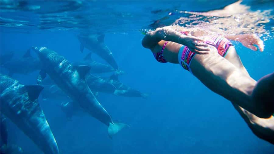 Discover Mauritius: Dolphin Watch, Snorkeling, BBQ Lunch - Six hours around Black River