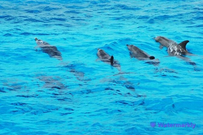 Discover the Magic in Snorkeling Expedition to Dolphin House - Why Dolphin House makes this trip appealing