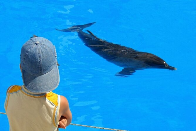 Discover the Magic in Snorkeling Expedition to Dolphin House - The mood on board and group size