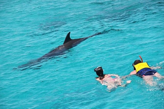 Discover the Magic in Snorkeling Expedition to Dolphin House - Who will get the most from this outing