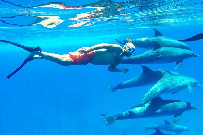 Discover the Magic in Snorkeling Expedition to Dolphin House - The 8:00 am hotel pickup and trip to the coast