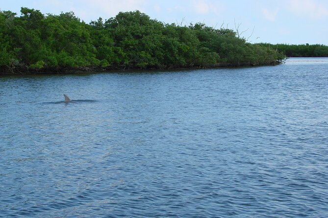 Discovery Dolphin Boat Tour - Birdwatching changes with the calendar
