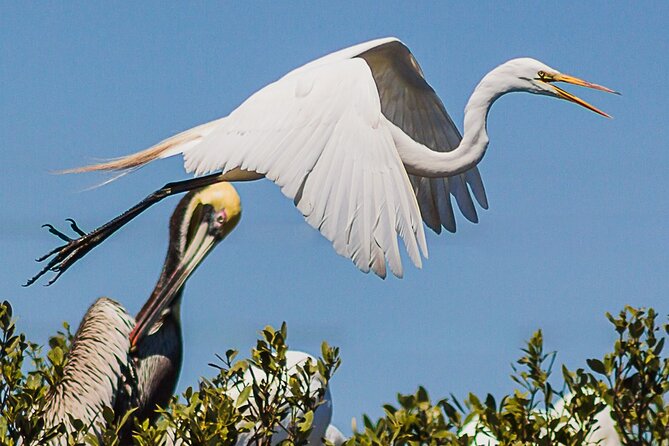 Discovery Dolphin Boat Tour - What the naturalist adds to the ride
