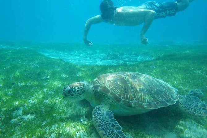 Discovery of dolphins on the Caribbean coast - Key points before you book