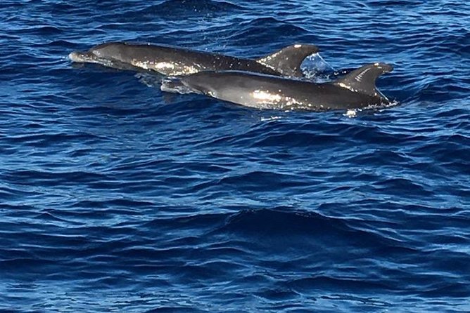 Discovery of dolphins on the Caribbean coast - Leaving Fort-de-France at 8 a.m.