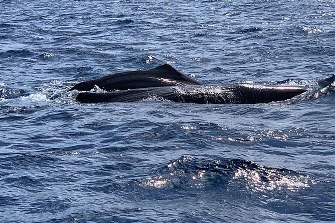 Discovery of dolphins on the Caribbean coast - A Creole snack with planter and fresh fruit