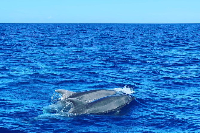 Discovery of dolphins on the Caribbean coast - The captain and the feel of the boat