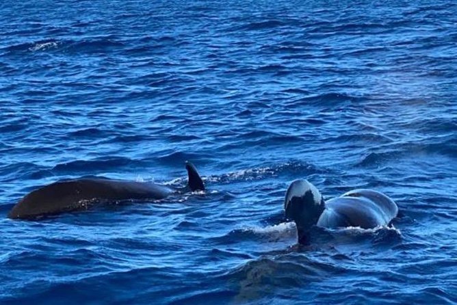 Discovery of dolphins on the Caribbean coast - Who will enjoy this outing most?