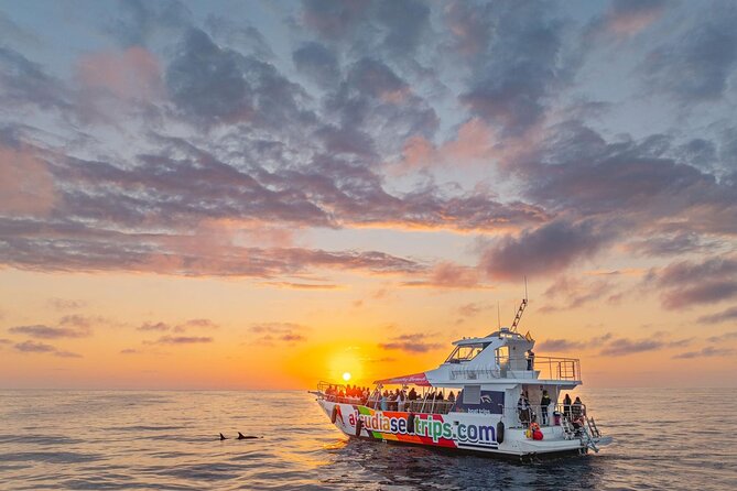 Dolphin Adventure: Fast Boat Dolphin Watching in Mallorca - Key points to know before booking