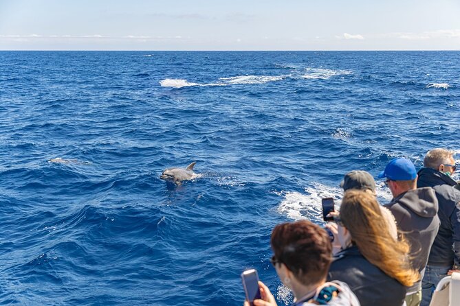 Dolphin Adventure: Fast Boat Dolphin Watching in Mallorca - What the 45 to 60 minute run means