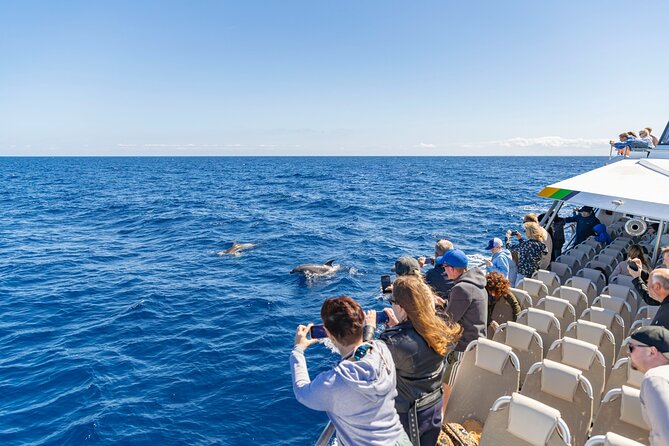 Dolphin Adventure: Fast Boat Dolphin Watching in Mallorca - Is $83.44 good value?