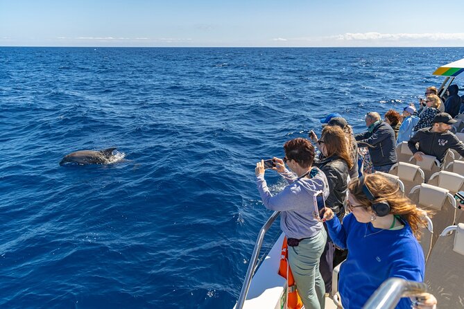 Dolphin Adventure: Fast Boat Dolphin Watching in Mallorca - Who will enjoy this trip most?