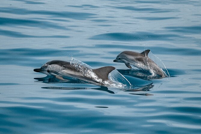 Dolphin Adventure in Sotogrande with Drink Included - Quick takeaways from the Sotogrande cruise