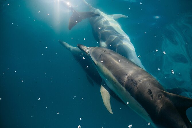 Dolphin Adventure in Sotogrande with Drink Included - La Alcaidesa, La Línea, and the Strait