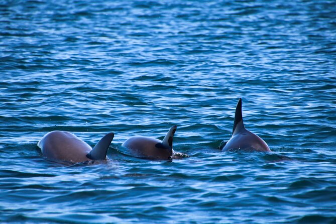Dolphin Adventure in Sotogrande with Drink Included - Punta Chullera and the golden cliffs